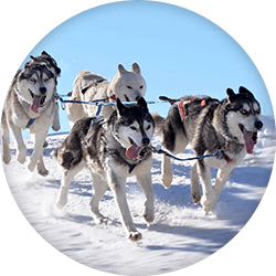 Husky tours